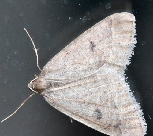 Réf. 317 851 : Theria primaria